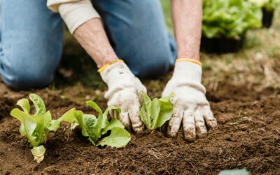 Seed to Supper: A Beginner’s Veggie Garden