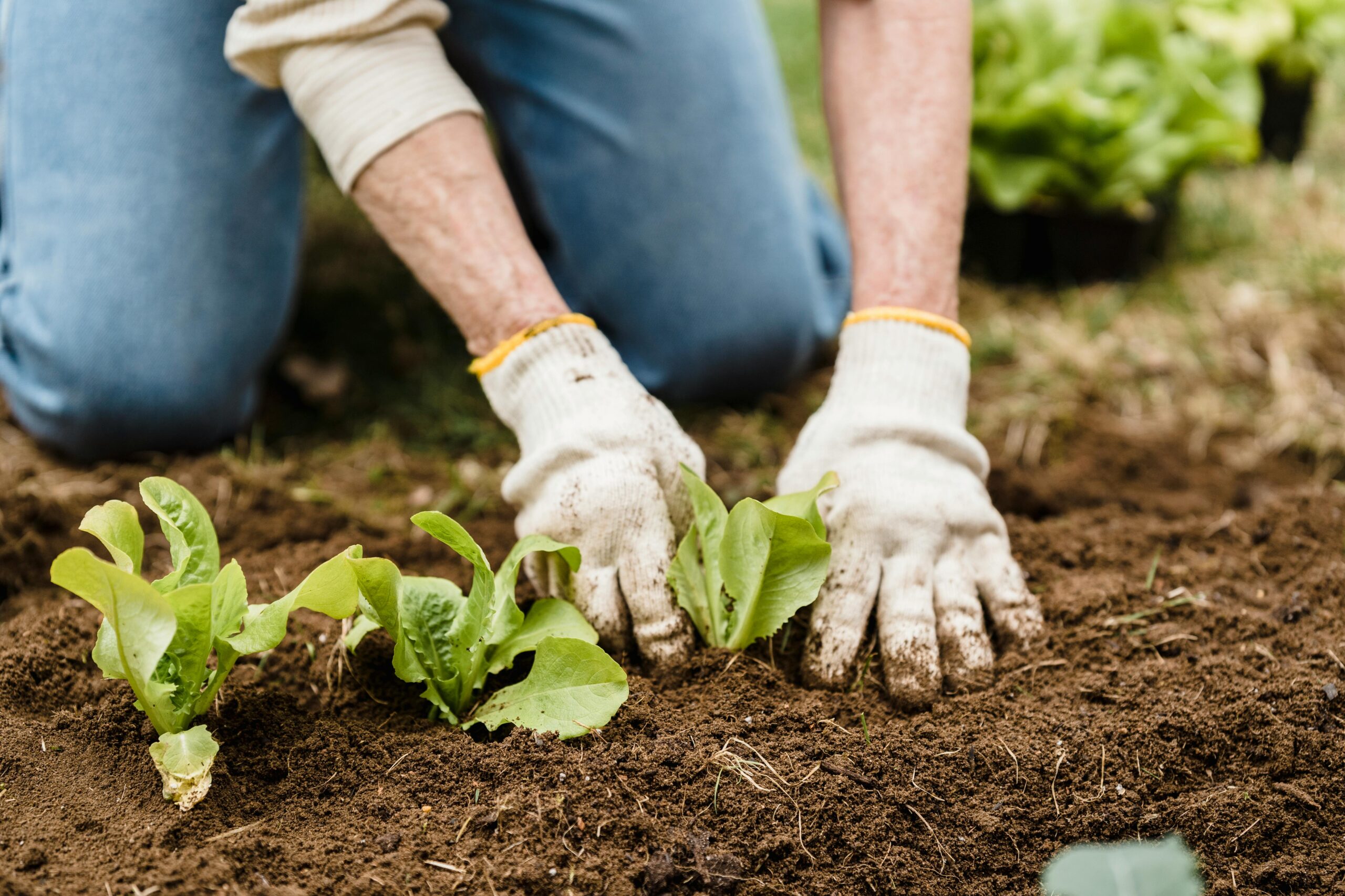 seed-to-supper-veggies