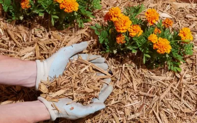 Unlock Your Yard’s Hidden Potential: Simple Landscaping Tips for Big Impact