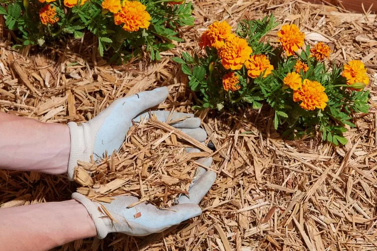 Hands holding a handful of mulch